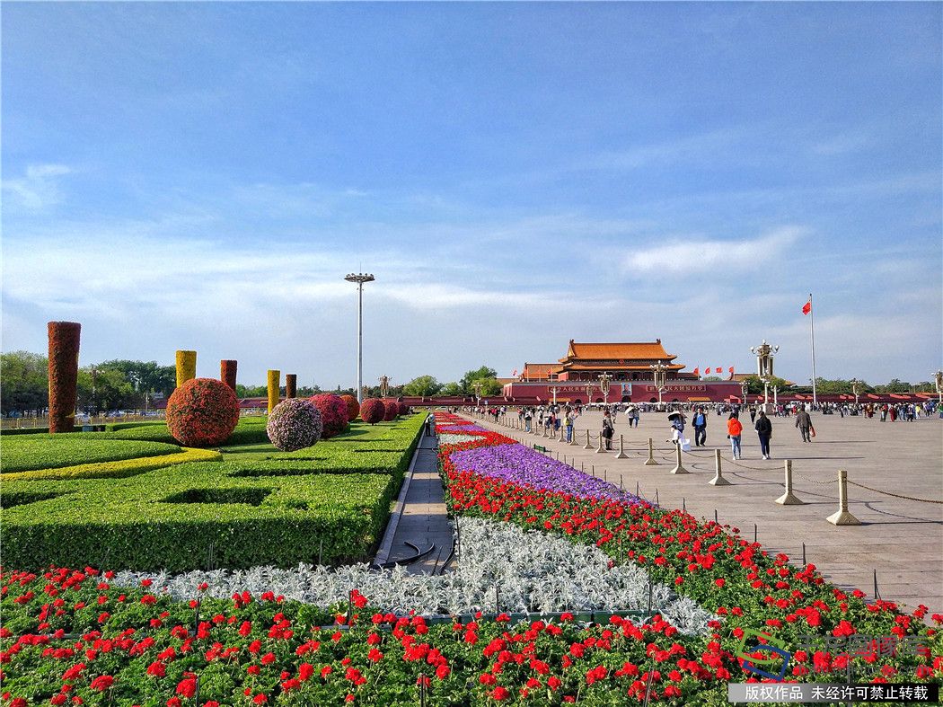 节日摆花都采用那几种花(图1)